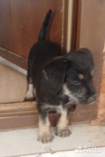 Щенок метис цвергшнауцера