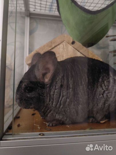 Шиншиллы с витриной