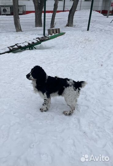 Вязка. Кобель, русский охотничий спаниель