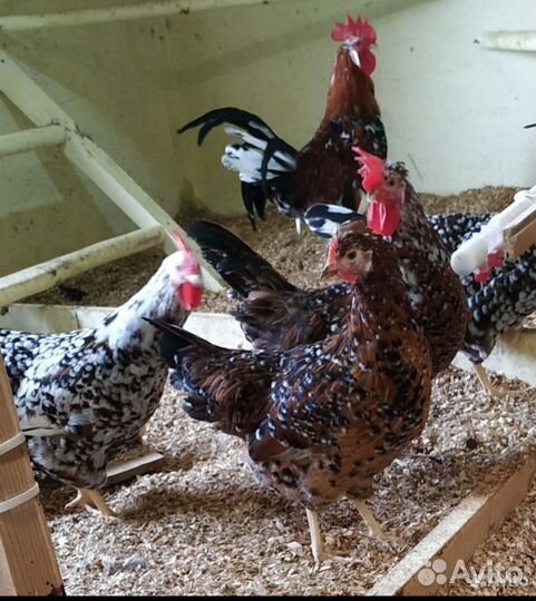 Цыплята леггорна парцеляновый