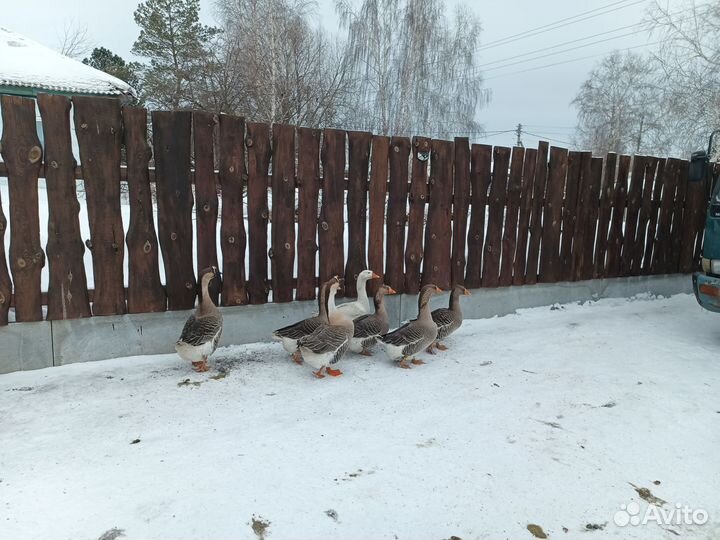 Гуси на разведение