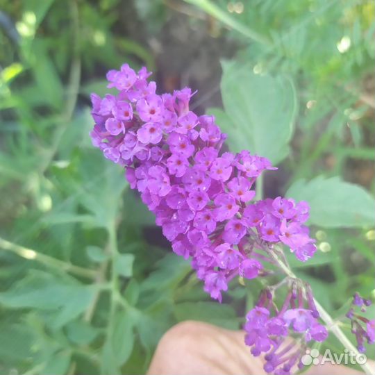 Декоративные кустарники