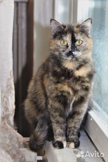 Отдам кошку в добрые руки, стерилизована