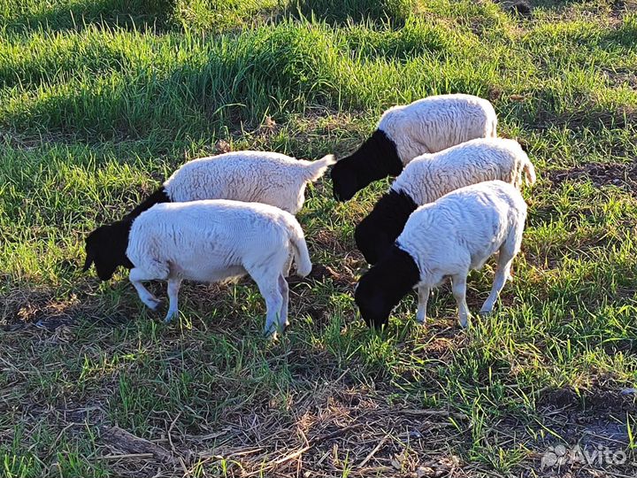 Овцы бараны ягнята