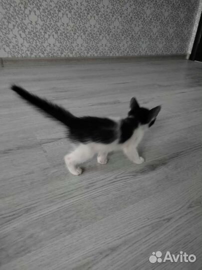 Отдам котенка в добрые руки