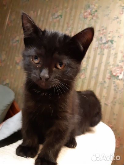 Котенок черный