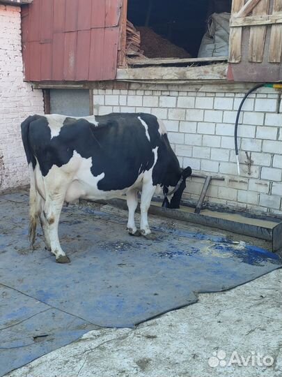 Корова с теленком