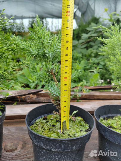 Туя, можжевельник