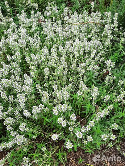 Продаю растения из своего сада с окс