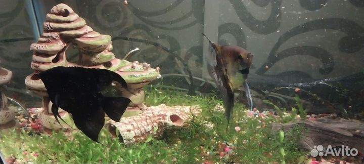 Аквариумные рыбки