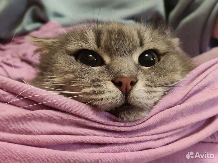 Кошка Юта из приюта