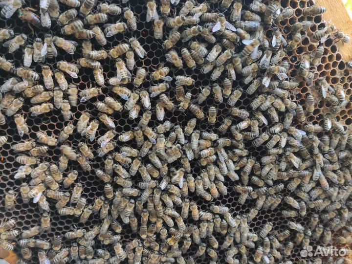Улей с пчелами