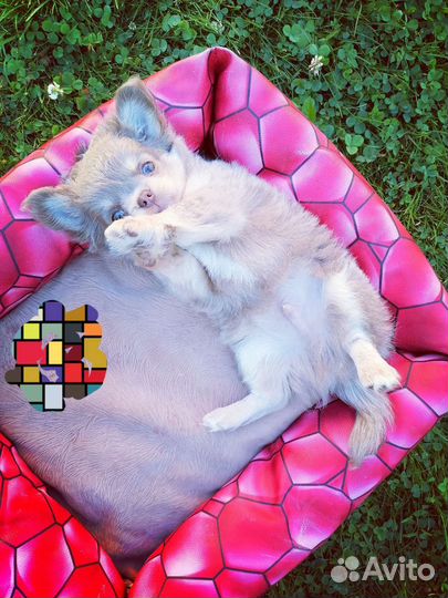 Чихуахуа лиловый малыш