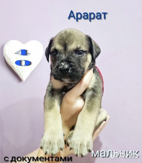 Щенки ка де бо