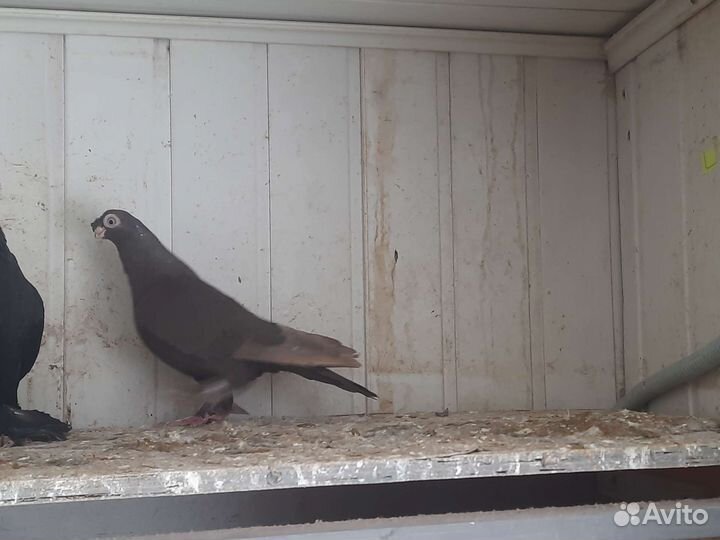 Голуби узбекские