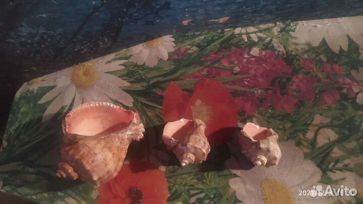 Ракушки морские