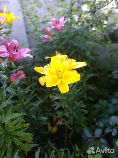 Лилии луковицы