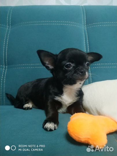 Щеночки чихуахуа