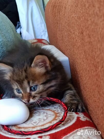 Котенок бесплатно