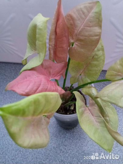 Сингониумы сортовые