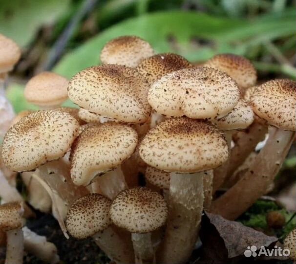 Собираю опятки) под заказ, только свежие грибы