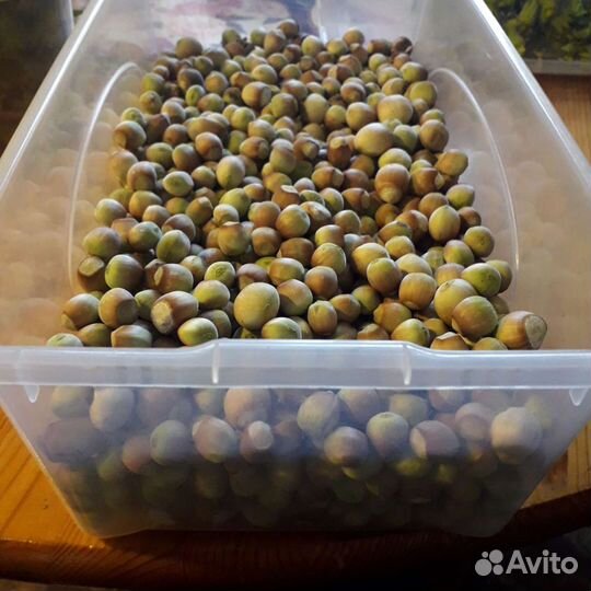 Саженцы лесного ореха, облепиха и другие растения