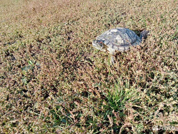 Красноухая черепаха