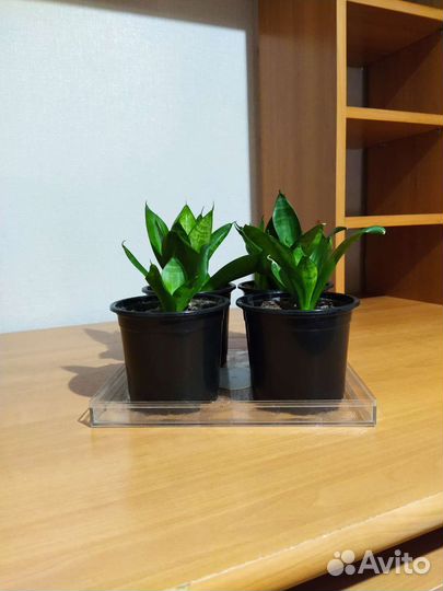 Растение Сансевиерия Разновидность Щучьего хвоста