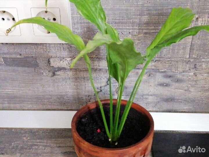 Спатифиллум