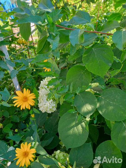 Гортензия метельчатая саженцы. Анабель