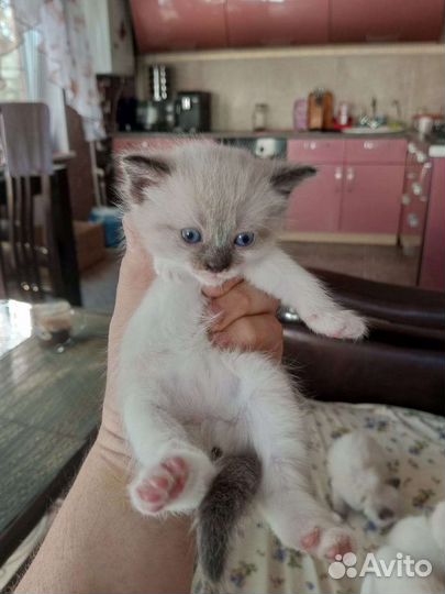 Тайские котята