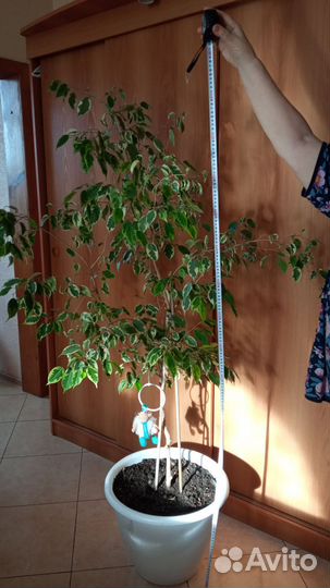 Комнатные растения цветы фикус