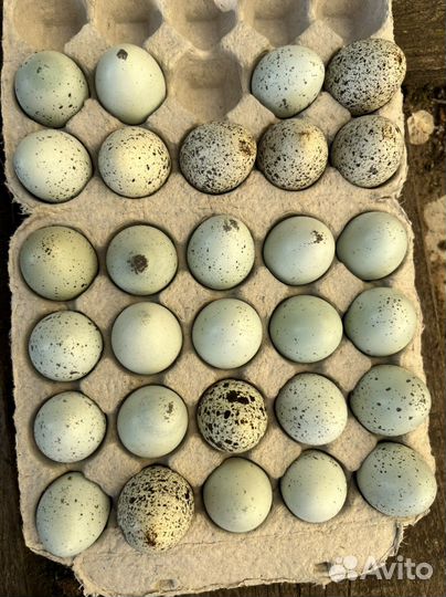 Перепелки, икуб яйцо
