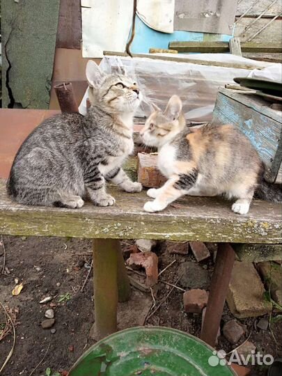 Котик и Кошечка