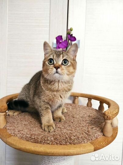 Шотландская прямоухая девочка 6 мес