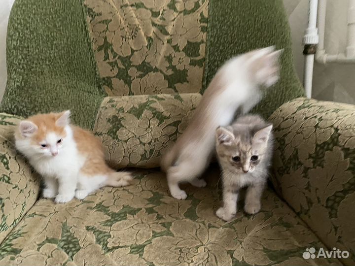 Отдам бесплатно