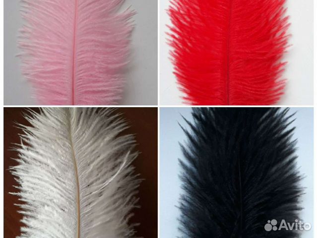 Перья страуса
