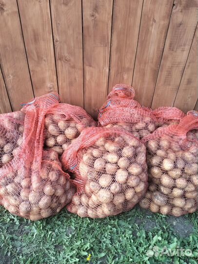 Продам картофель