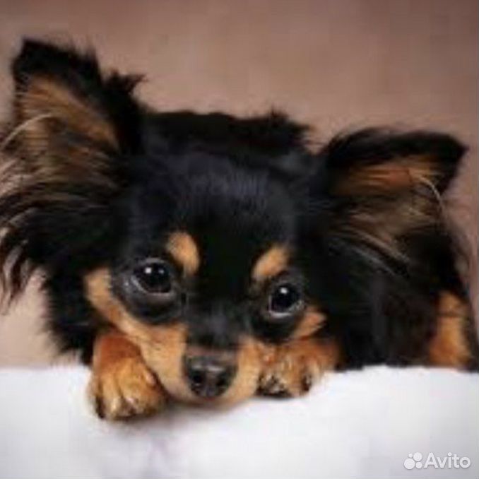 Русский той терьер длинношерстный. Русский той терьер длинношерстный. Русский длинношерстный терьер. Тойтерьеры длинношерстные. Московский той терьер длинно шёрстный.