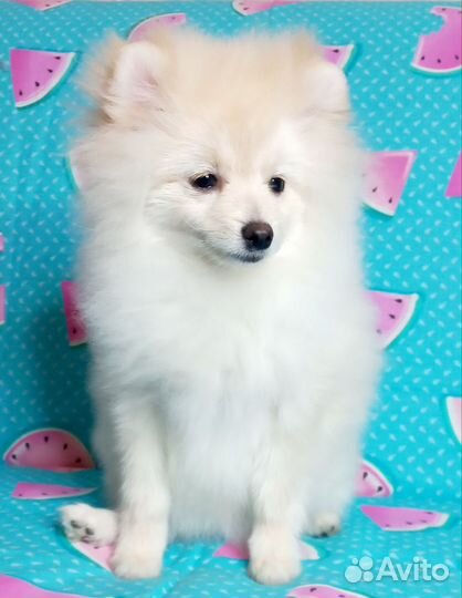 Щенки шпица. Девочки