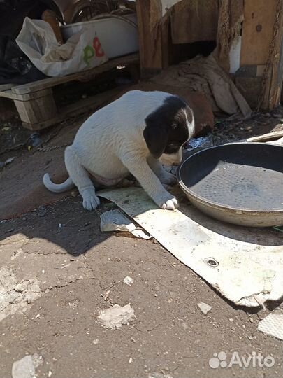 Метис таксы