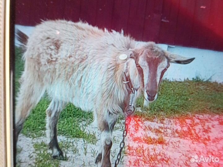 Коза нубийская