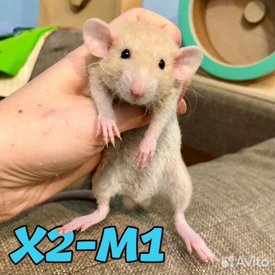 Крысята рыжие замечательные