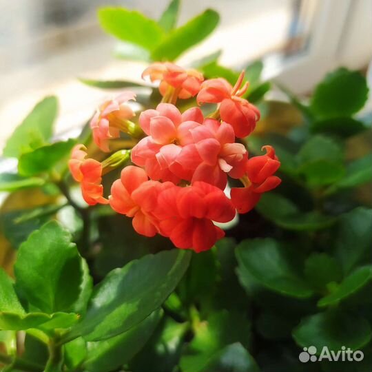 Каланхоэ (оранжевый)