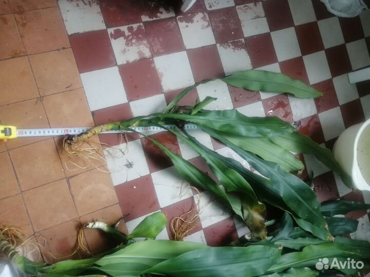 Пальма комнатная, драцена огромная