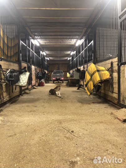 Постой лошадей