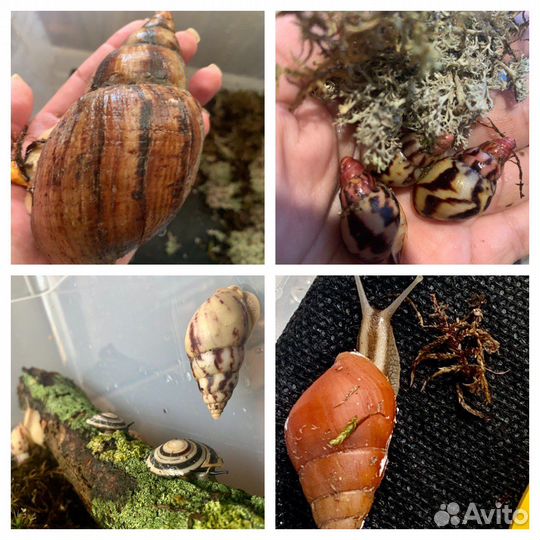 Улитки ахатины