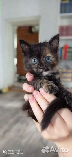 Кошка в дар