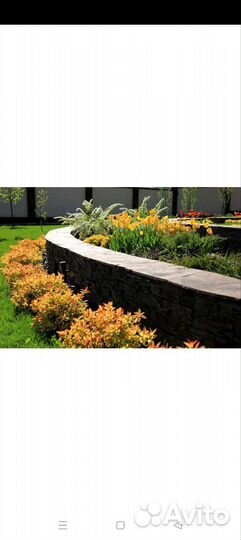 Спирея Голдфлейм