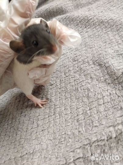 Декоративная крыска мальчик